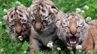 Good News For Creatures, Great & Small